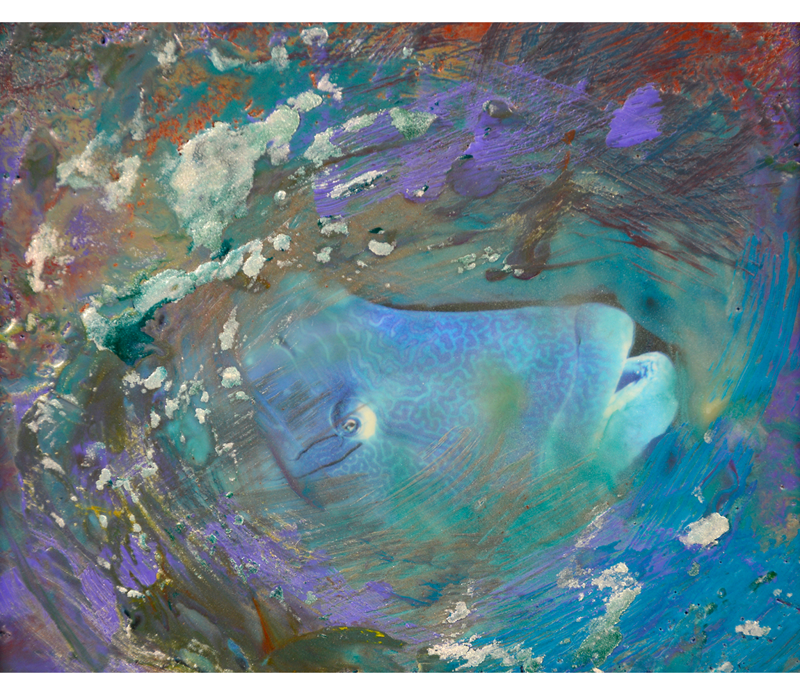 "Parrotfish" - Judith Smith